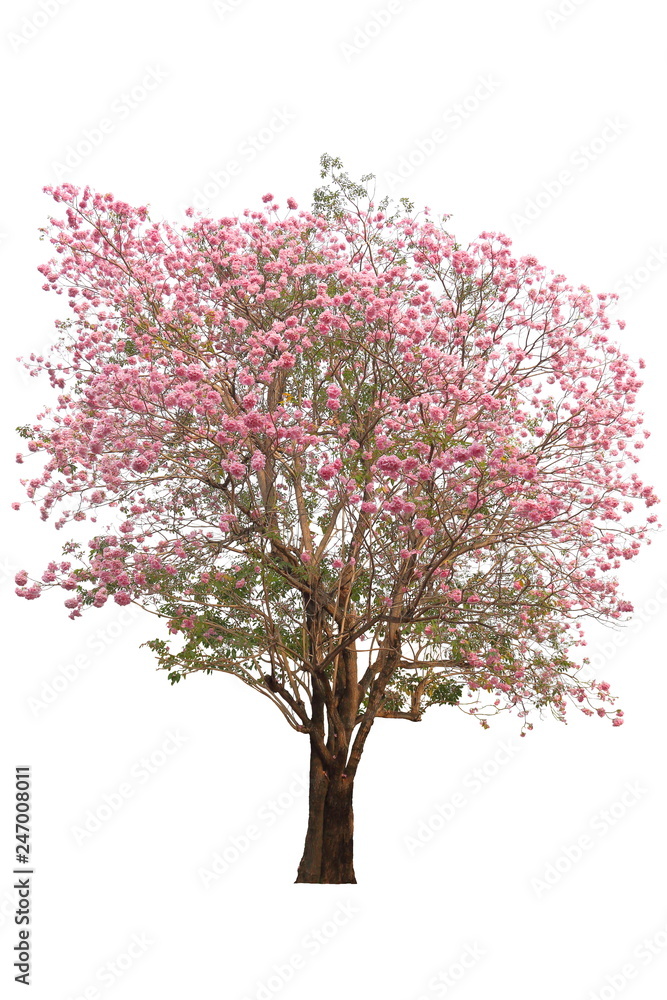 Tabebuia tree pink poui or rosy trumpet flower the national tree of El Salvador in full bloom during Spring season isolated on white background