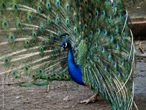 Peacock, a colorful bird showing its feathers
