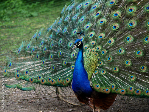 Peacock, a colorful bird showing its feathers