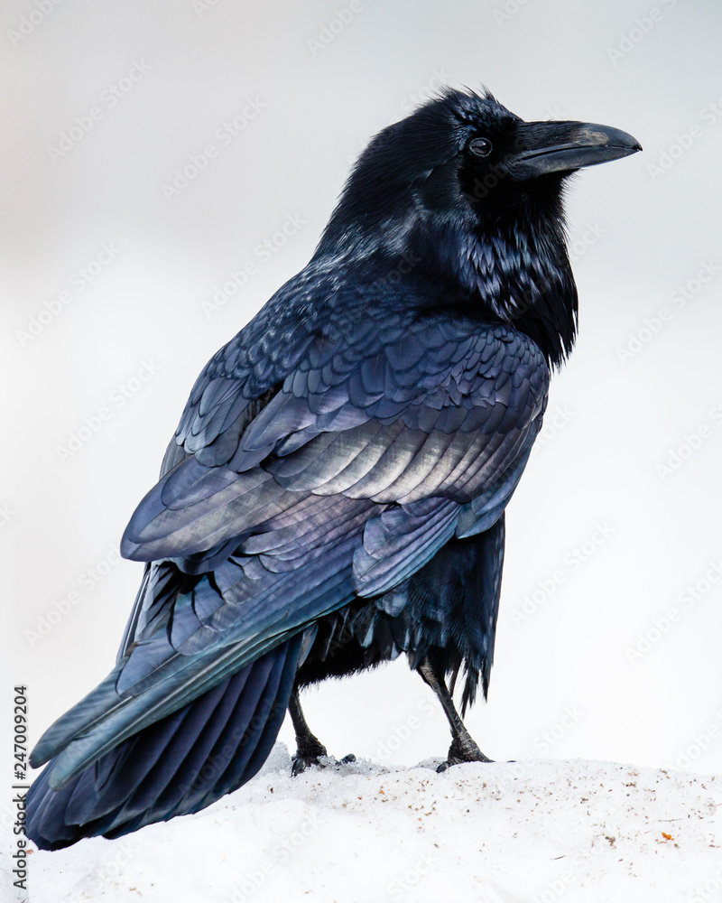 Fototapeta premium Raven in the Snow