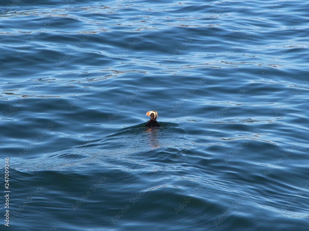 Fototapeta premium tufted puffin (Fratercula cirrhata), also known as crested puffin, swims on water