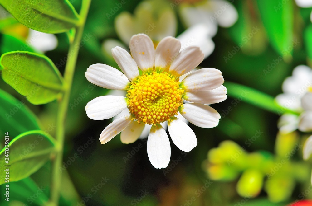 Fototapeta premium Blumen