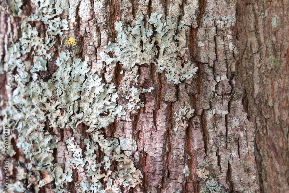 Lichens and fungi on the bark of a tree. Lichens and fungi on the bark of a tree.