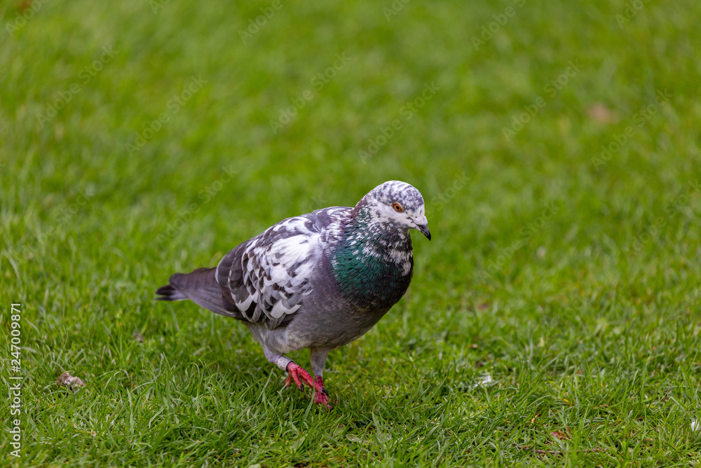 Pigeon on grass field