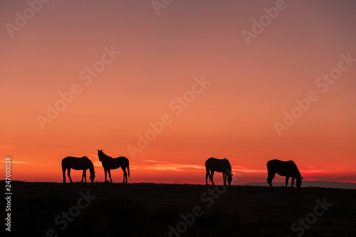 Wild Horses Silhouetted at Sunrise © natureguy