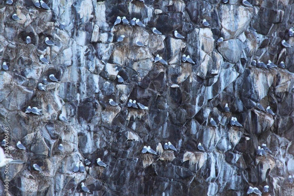 View of bird colony on the rock of Starichkov island by the Kamchatka Peninsula, Russia. View of bird colony on the rock of Starichkov island by the Kamchatka Peninsula, Russia.