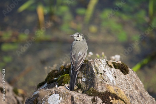 bird on a rock