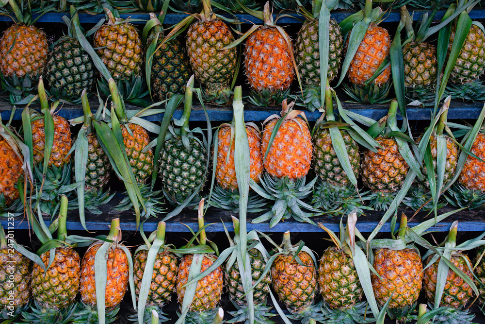 Pineapple is the tropical fruit Pineapple is the tropical fruit