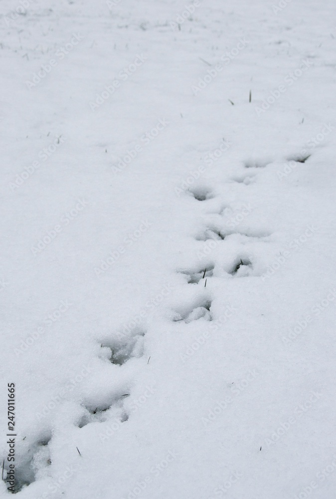 Perspective shot of animal tracks (bird, pheasant) in snow