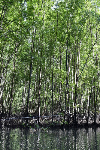 Kayak trip into the mangrove forest in Ao Thalaine in Krabi in Thailand, Asia