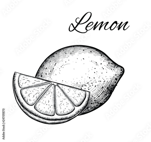 Detailed citrus drawing vector hand drawn lime or lemon. Fruit engraved style illustration. 