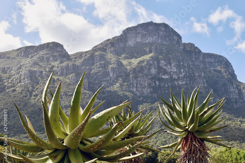 Kirstenbosch Botanical Garden - Capetown © frangipani.s