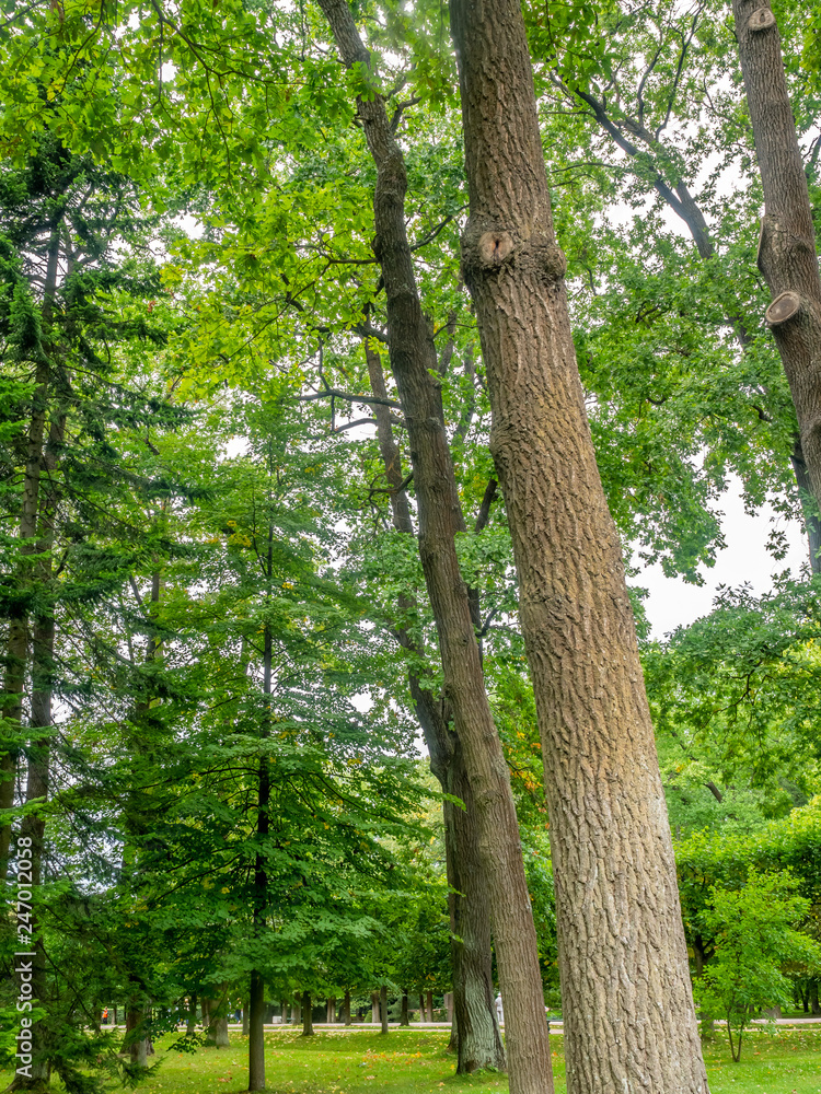 Garden and fresh green leaves trees Garden and fresh green leaves trees
