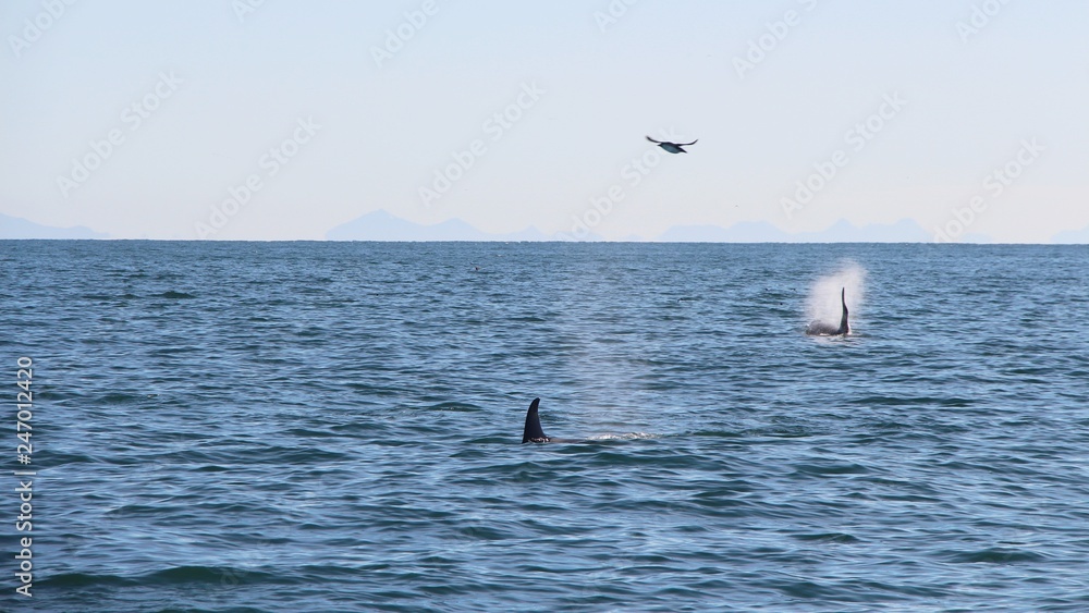 Obraz premium A pair of killer whale dorsal fins are visible above the waters of the Pacific Ocean near the Kamchatka Peninsula, Russia.