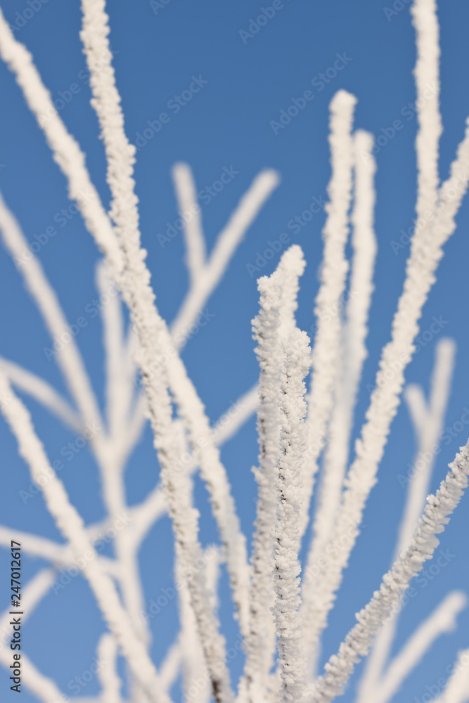 Frost on tree branches. Frost on tree branches.