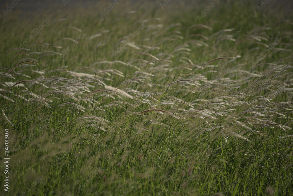 the wind blows the feather grass on a meadow