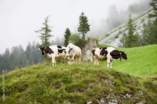 Cows on the pasture in the Alps