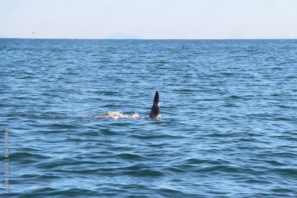 Fototapeta premium The dorsal fin of a killer whale is visible above the waters of the Pacific Ocean near the Kamchatka Peninsula, Russia. Orca is a toothed whale belonging to the oceanic dolphin family.