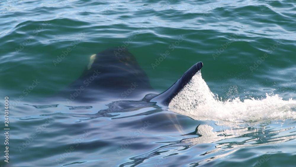 Fototapeta premium Killer whale under water, only a fin above it