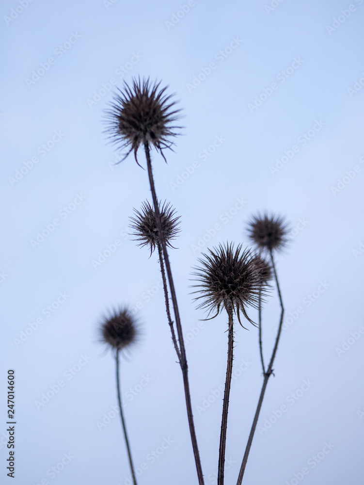 Fototapeta premium Winter Plants