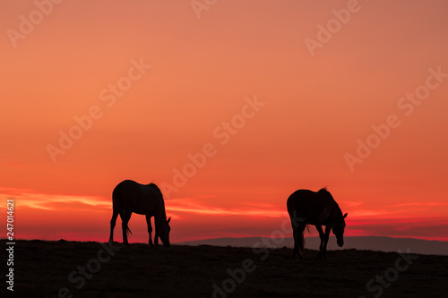 Fototapeta Naklejka Na Ścianę i Meble -  Wild Horses Silhouetted in Desert Sunrise