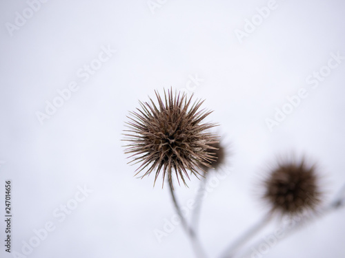 Winter Plants