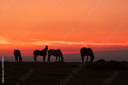 Wild Horses Silhouetted in Desert Sunrise