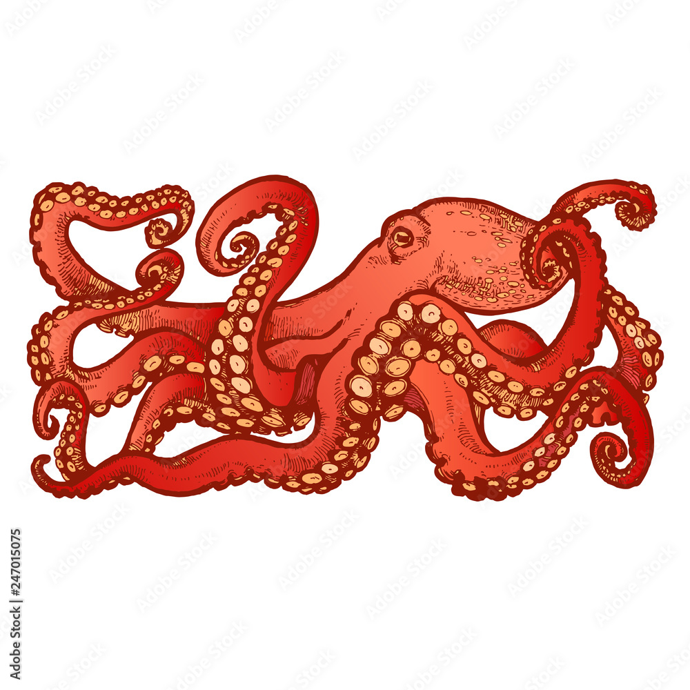 Red Octopus with tentacles. Hand drawn stock vector illustration Red Octopus with tentacles. Hand drawn stock vector illustration