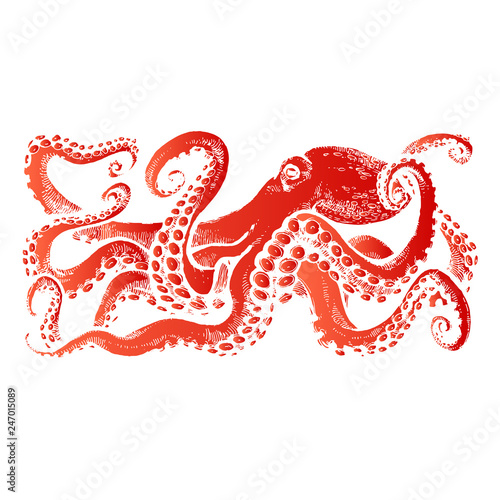 Photography Red Octopus with tentacles. Hand drawn stock vector illustration