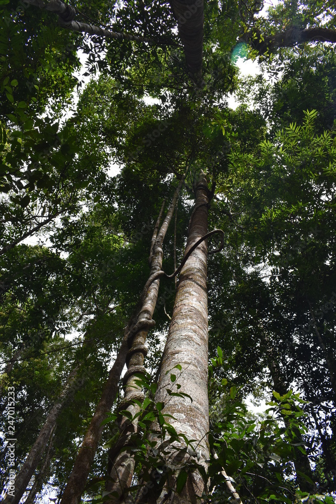 Fototapeta premium Jungle landscape with many trees in Krabi at the jungle hiking trail to dragon crest in Khao Ngon Nak in Thailand on a sunny summer day – photographed from below