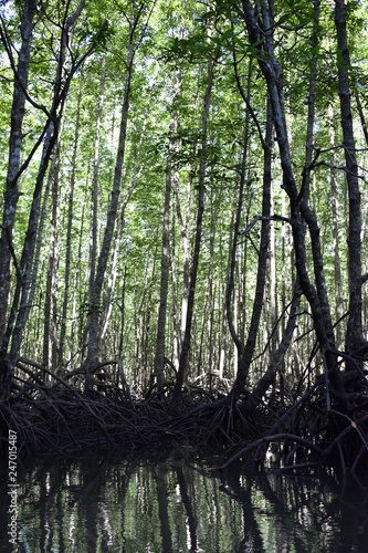 Kayak trip into the mangrove forest in Ao Thalaine in Krabi in Thailand, Asia