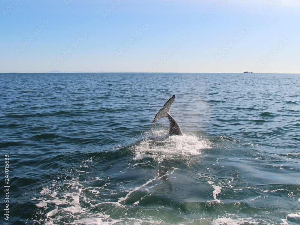Fototapeta premium Orca (or Killer whale) dives under the water near Kamchatka Peninsula, Russia