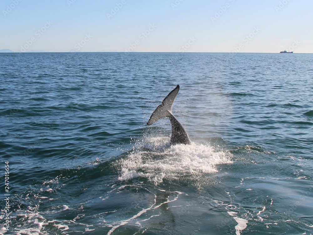 Obraz premium Orca (or Killer whale) dives under the water near Kamchatka Peninsula, Russia