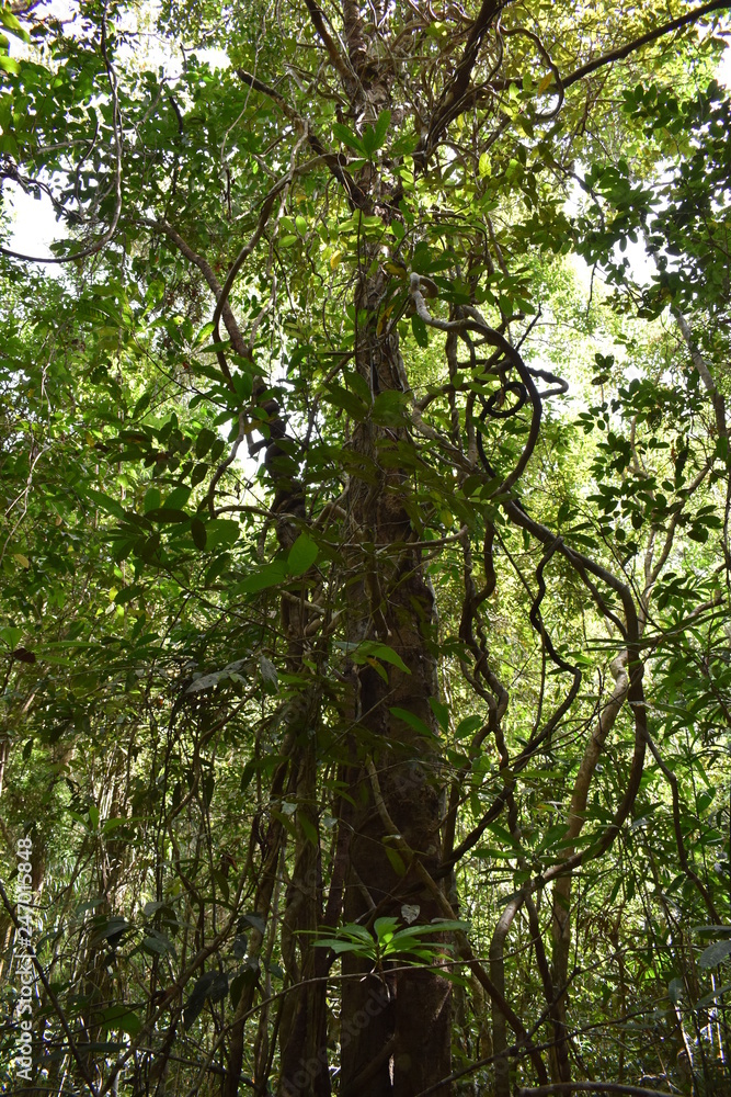 Fototapeta premium Jungle landscape with many trees in Krabi at the jungle hiking trail to dragon crest in Khao Ngon Nak in Thailand on a sunny summer day – photographed from below