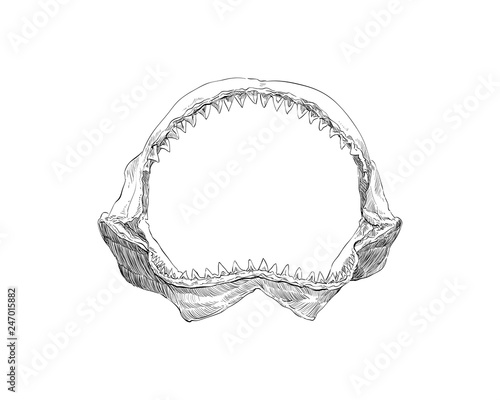 Shark jaw hand drawn set. Vector illustration. 