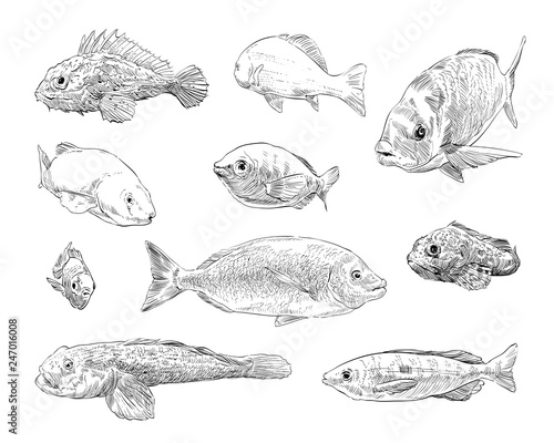 Sea and ocean types of fish hand drawn set. Vector illustration. 