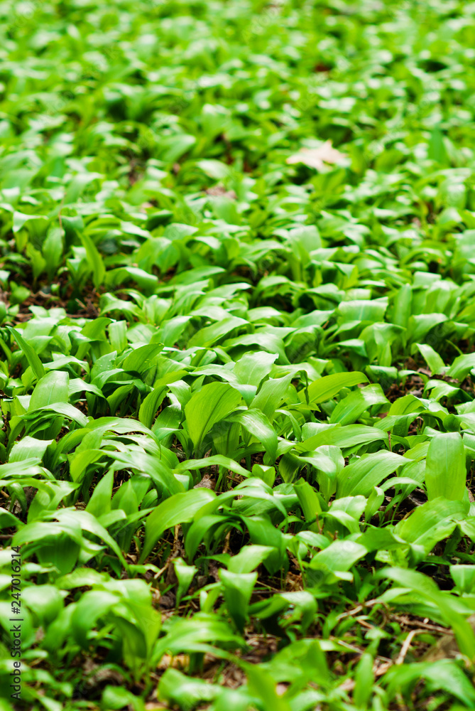 wild garlic field before blooming at march wild garlic field before blooming at march