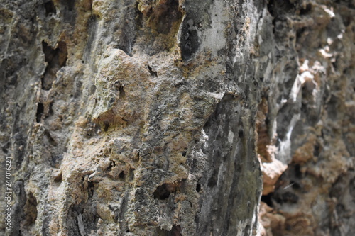 Closeup of a brown tree bark – can be used as a background