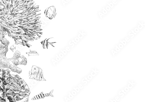 Seabed inhabitants fish and corals. Sea and ocean sketch backgrounds, hand drawn vector illustration.