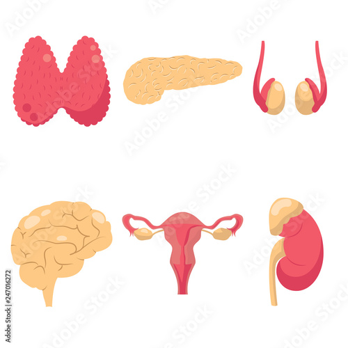 Human endocrine system organs vector illustration