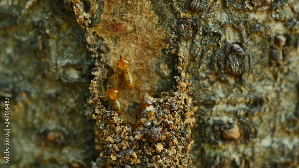 Close-up termites workers repairing a tunnel on Tree. Close-up termites workers repairing a tunnel on Tree.