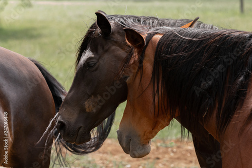 Two horses rubbing heads.