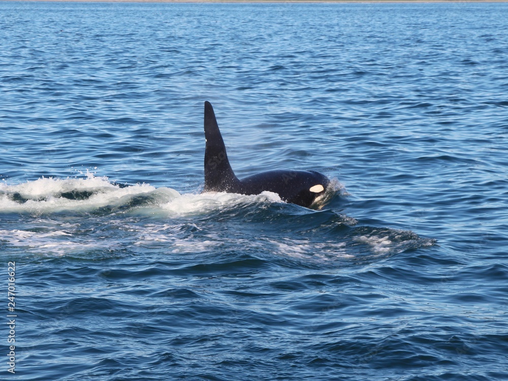 Obraz premium View of killer whale above water near Kamchatka Peninsula, Russia. The killer whale or orca (Orcinus orca) is a toothed whale belonging to the oceanic dolphin family, of which it is the largest member
