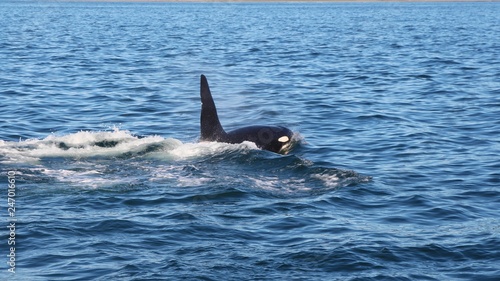 View of killer whale above water near Kamchatka Peninsula, Russia. The killer whale or orca (Orcinus orca) is a toothed whale belonging to the oceanic dolphin family, of which it is the largest member © Андрей Рыков