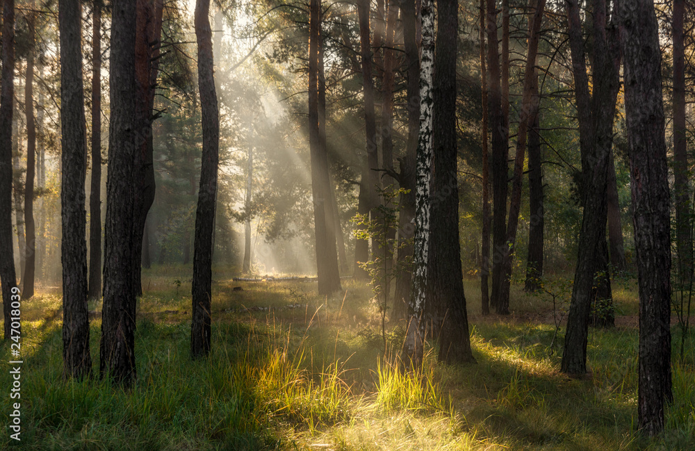 Fototapeta premium Morning. Sunlight. Sun rays. Forest.