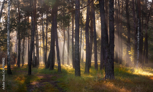 Morning. Sunlight. Sun rays. Forest. © Mykhailo