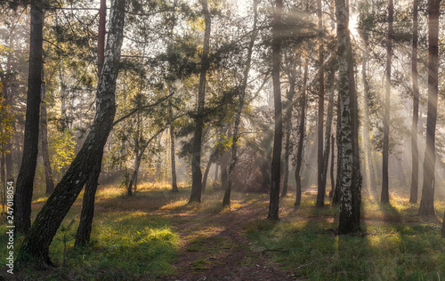 Morning. Sunlight. Sun rays. Forest. © Mykhailo