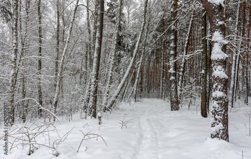 Forest. Winter. Snow. Snow covered trees. Coldly.