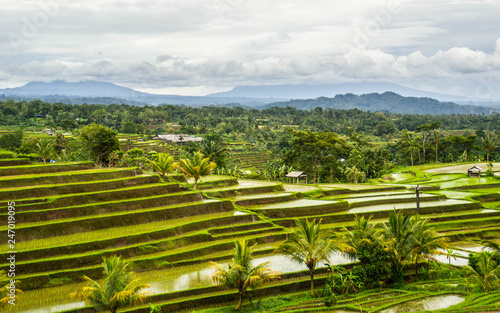 UNESCO World Herritage. Travel Bali  Indonesia concept. Breathtaking landscape view of Jatiluwih rice fields terraces. Tourist the most popular attraction destination.