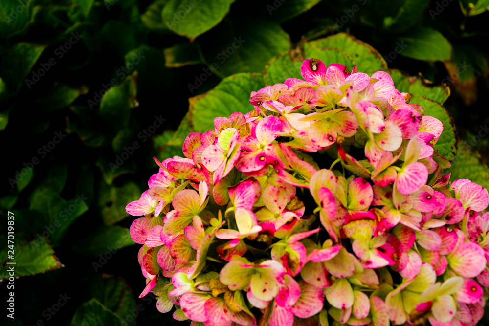 Pink flowers on a soft background blur. Pink flowers on a soft background blur.